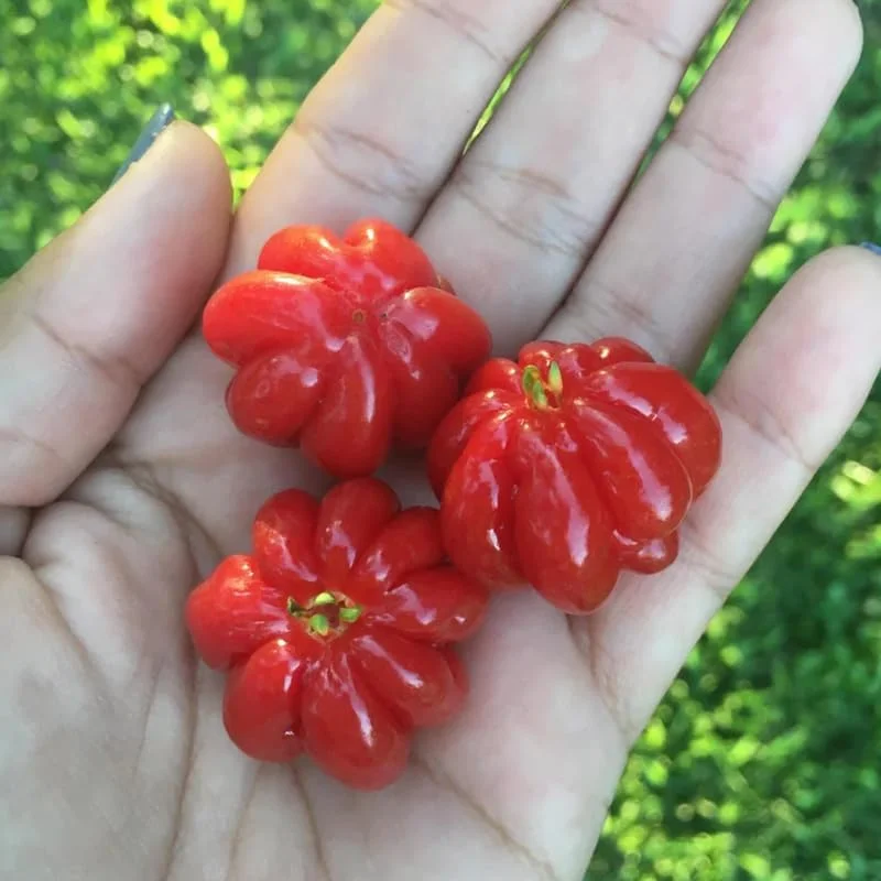 Surinam Cherry Tree Live Plant 4-8" Tall - Sweet Edible Fruit - Image 7