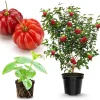 Surinam Cherry Tree Live Plant 4-8" Tall - Sweet Edible Fruit - Image 1