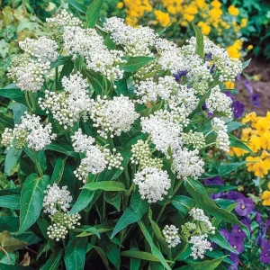 Swamp Milkweed Live Plant - Pack of 2 Pink Milkweed Plants for Outdoors - Image 2
