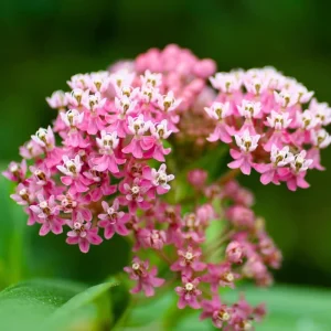 Swamp Milkweed Live Plant - Pack of 2 Pink Milkweed Plants for Outdoors - Image 4