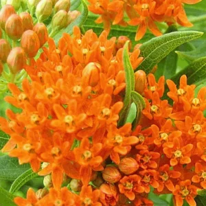 Swamp Milkweed Live Plant - Pack of 2 Pink Milkweed Plants for Outdoors - Image 1