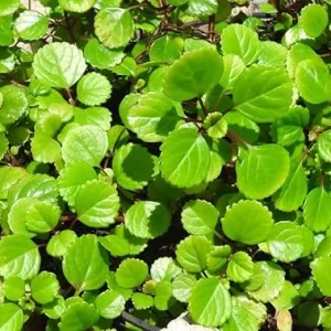 Swedish Ivy Live Plant, Plectranthus Trailing Indoor Outdoor, 4