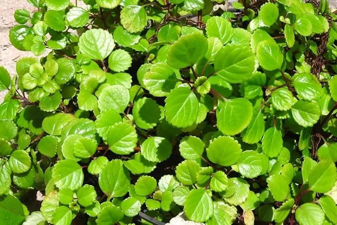 Swedish Ivy Live Plant, Plectranthus Trailing Indoor Outdoor, 4" Pot - Image 6