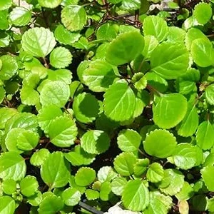 Swedish Ivy Live Plant, Plectranthus Trailing Indoor Outdoor, 4