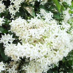 Sweet Autumn Clematis Live Plants - 3-Pack 4