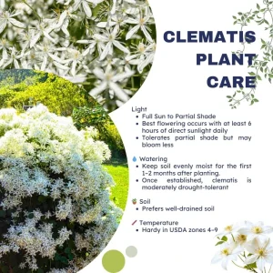 Sweet Autumn Clematis Live Plants - 3-Pack 4