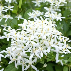 Sweet Autumn Clematis Live Plants - 3-Pack 4