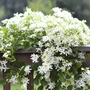 Sweet Autumn Clematis Live Plants - 3-Pack 4