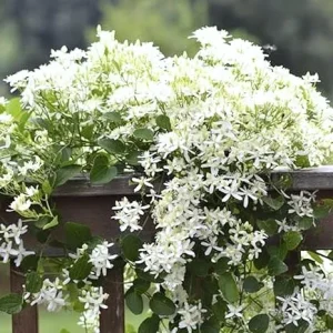 Sweet Autumn Clematis Live Plants – 3 Well-Rooted in 4