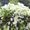 Sweet Autumn Clematis Live Plants – 3 Well-Rooted in 4" Pots – Fragrant White Flowering Vine - Image 1