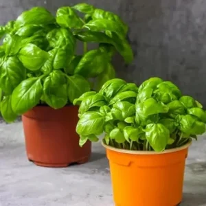 Sweet Basil Live Plant - 2-Pack, 4-6 Inch Tall, Fragrant Herb, Outdoor - Image 5