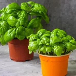 Sweet Basil Live Plant - 2-Pack, 4-6 Inch Tall, Fragrant Herb, Outdoor - Image 1