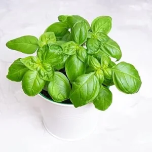 Sweet Basil Live Plant - 2 Pack, 4 Inch Pot Potted Herb for Indoor & Outdoor - Image 3