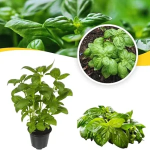 Sweet Basil Live Plant Set, 3 Plants in 4 Inch Pots, Herb Garden - Image 2
