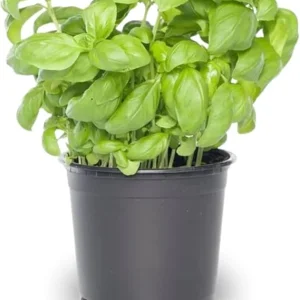 Sweet Basil Live Plants - 4 Pack, 4-6 Inch Tall, Pot - Herb Garden - Image 7