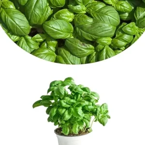 Sweet Basil Live Plants, Set of 3, 3-5 Inches, Ready to Grow Indoor/Outdoor Herb - Image 5