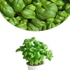 Sweet Basil Live Plants, Set of 3, 3-5 Inches, Ready to Grow Indoor/Outdoor Herb - Image 1