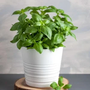 Sweet Basil Live Plants - Set of 3 Large Leaf Basil Herb Plant 3-5