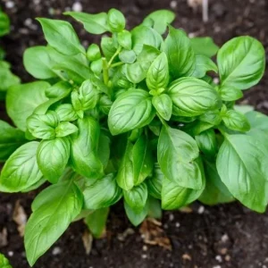 Sweet Basil Live Plants - Set of 3 Large Leaf Basil Herb Plant 3-5