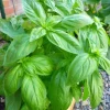Sweet Basil Live Plants - Set of 3 Large Leaf Basil Herb Plant 3-5" Tall in 4" Pot, Indoor/Outdoor - Image 1