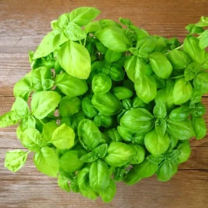Sweet Basil Live Plants - Set of 3 Large Leaf Basil Herb Plant 3-5