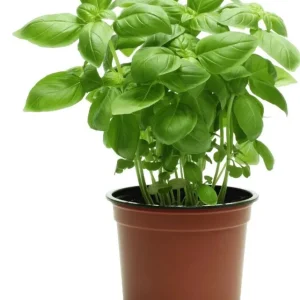 Sweet Basil Live Plants - Set of 3 Large Leaf Basil Herb Plant 3-5