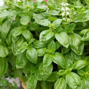 Sweet Basil Live Plants - Set of 3 Large Leaf Basil Herb Plant 3-5