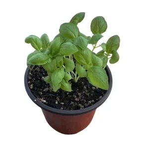 Sweet Basil Live Plants - Set of 3 Large Leaf Basil Herb Plant 3-5