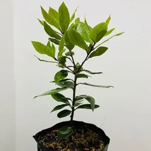 Sweet Bay Laurel Live Plant - 1 Year Old Laurus Nobilis Herb - 8-10