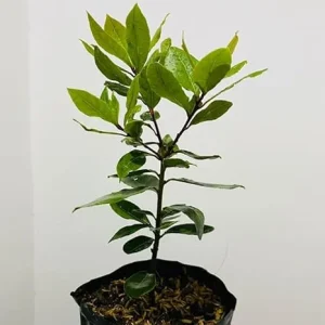 Sweet Bay Laurel Live Plant - 1 Year Old Laurus Nobilis Herb - 8-10