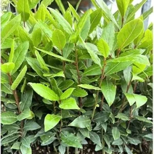 Sweet Bay Leaf Live Plant 8-10 Inch - Laurus Nobilis Tree for Home Garden - Image 3