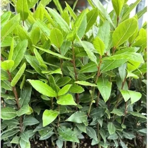 Sweet Bay Leaf Live Plant 8-10 Inch - Laurus Nobilis Tree for Home Garden - Image 5