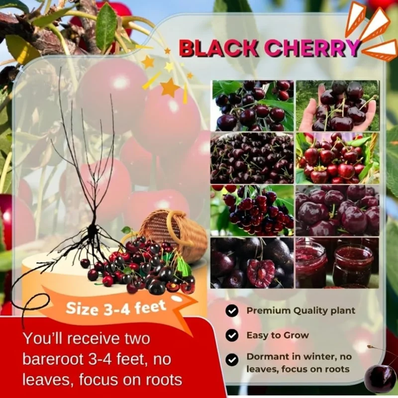 Sweet Cherry Tree Live Plants, 2-Pack, 3-4 Ft Tall Bareroot for Orchard - Image 3
