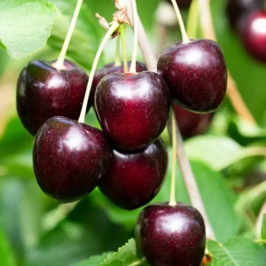 Sweet Cherry Tree Live Plants, 2-Pack, 3-4 Ft Tall Bareroot for Orchard - Image 1