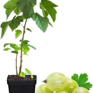 Sweet Gooseberry Live Plant 5-9 Inch Tall - Fruit Bush for Planting Outdoor - Image 4