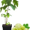 Sweet Gooseberry Live Plant 5-9 Inch Tall - Fruit Bush for Planting Outdoor - Image 1