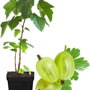 Sweet Gooseberry Live Plant – 5 to 9 Inch Tall Gooseberry Bush for Outdoor - Image 7