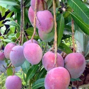 Sweet Mango Tree Live Plant - 10-14