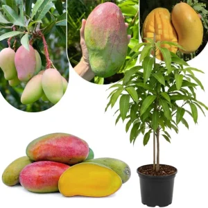 Sweet Mango Tree Live Plant, 3 Gallon Pot, Tropical Fruit Tree, Outdoor USDA Zones 9-11 - Image 3