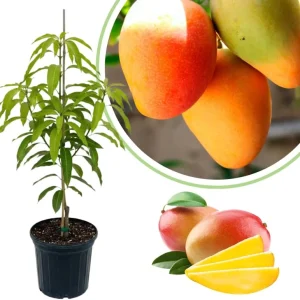Sweet Mango Tree Live Plant, 3 Gallon Pot, Tropical Fruit Tree, Outdoor USDA Zones 9-11 - Image 4