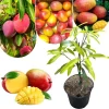 Sweet Mango Tree Live Plant, 3 Gallon Pot, Tropical Fruit Tree, Outdoor USDA Zones 9-11 - Image 1