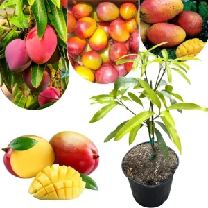 Sweet Mango Tree Live Plant, 3 Gallon Pot, Tropical Fruit Tree, Outdoor USDA Zones 9-11 - Image 1