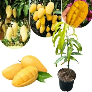 Sweet Mango Tree Live Plant, 3 Gallon Pot, Tropical Fruit Tree, Outdoor USDA Zones 9-11 - Image 8