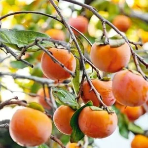 Sweet Persimmon Tree Live Plant 6-12 Inches - Hardy Fruit Tree for Planting - Image 7