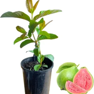 Sweet Pink Guava Tree Live Plant - 7 Months Old Seedling, 5-10 Inches Tall in 4 Inch Pot - Image 2