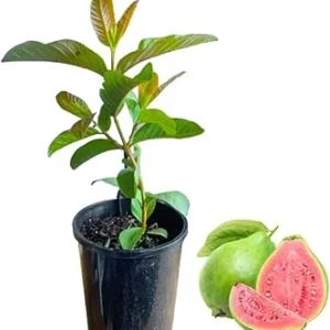 Sweet Pink Guava Tree Live Plant - 7 Months Old Seedling, 5-10 Inches Tall in 4 Inch Pot - Image 7