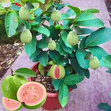 Sweet Pink Guava Tree Live Plant – Tropical Fruit, 5-9" Tall, Outdoor - Image 3