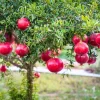 Sweet Pomegranate Live Plant – 5 to 8 Inch Tall Fruit Tree – Outdoor - Image 1