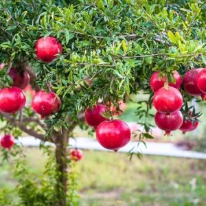 Sweet Pomegranate Live Plant – 5 to 8 Inch Tall Fruit Tree – Outdoor - Image 6