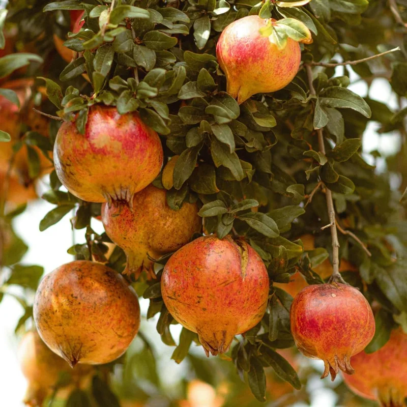 Sweet Pomegranate Live Plant - Fruit Tree for Indoor Growing - 4-7 Inches Tall - Image 5